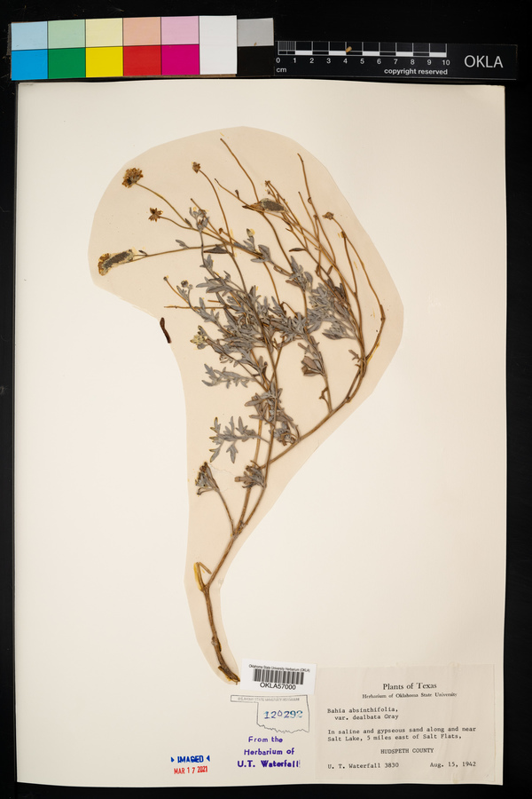 Bahia absinthifolia var. dealbata image