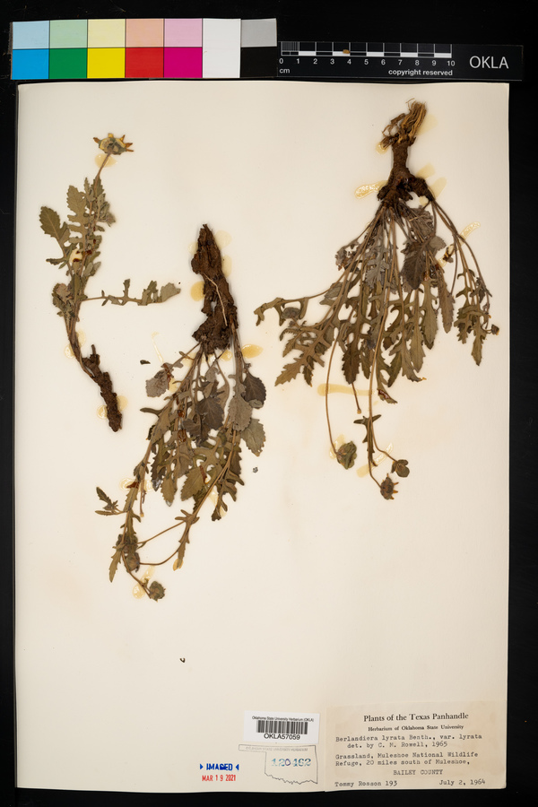 Berlandiera lyrata var. lyrata image
