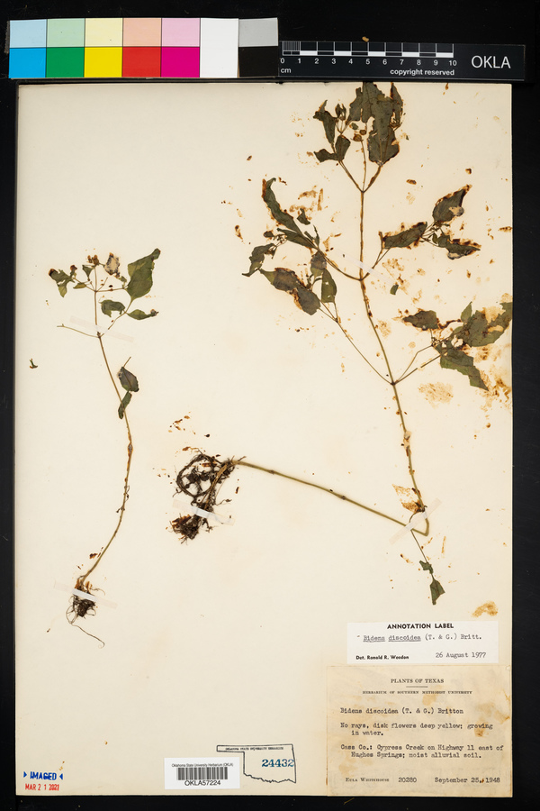 Bidens discoidea image