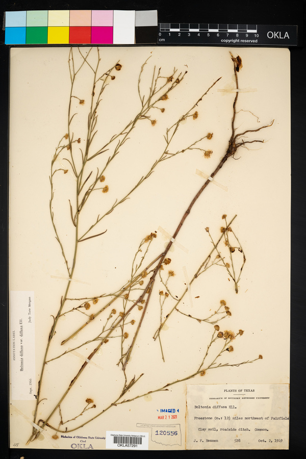 Boltonia diffusa var. diffusa image