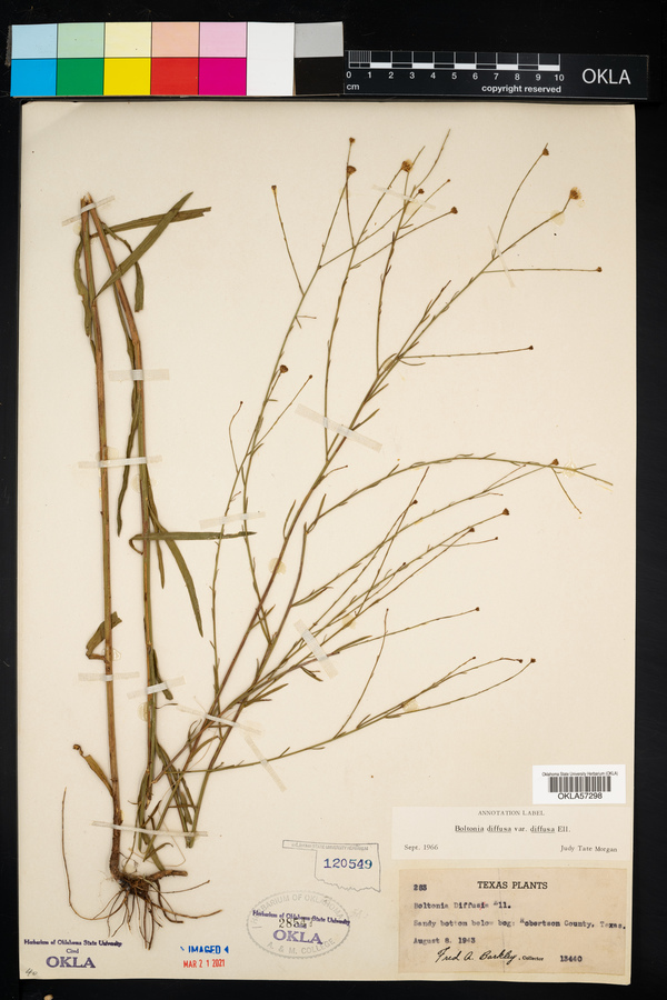 Boltonia diffusa var. diffusa image