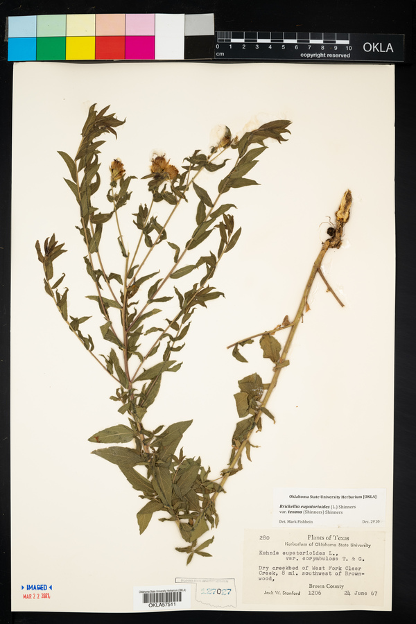 Brickellia eupatorioides var. texana image