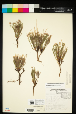 Chaetopappa ericoides image