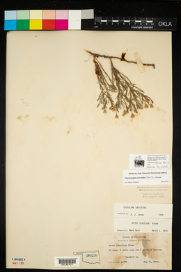Chaetopappa ericoides image