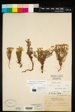 Chaetopappa ericoides image