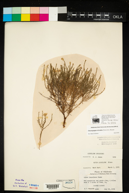Chaetopappa ericoides image