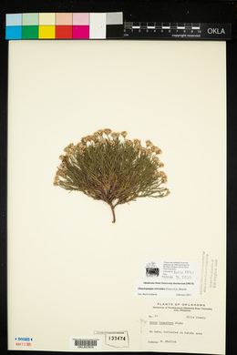 Chaetopappa ericoides image