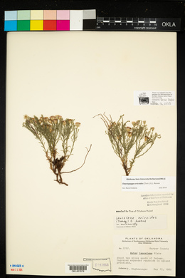 Chaetopappa ericoides image