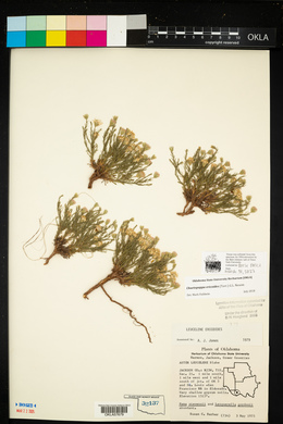 Chaetopappa ericoides image