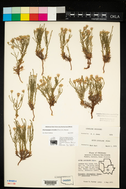 Chaetopappa ericoides image