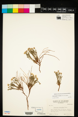 Chaetopappa ericoides image