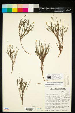 Chaetopappa ericoides image