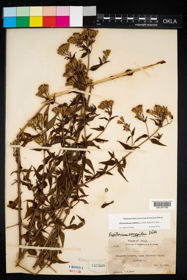 Chromolaena ivifolia image