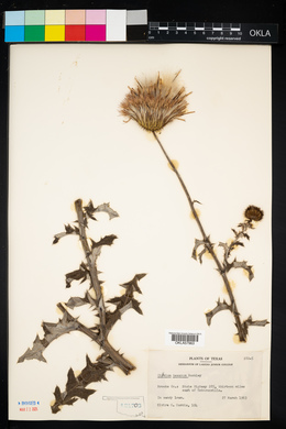 Cirsium texanum image