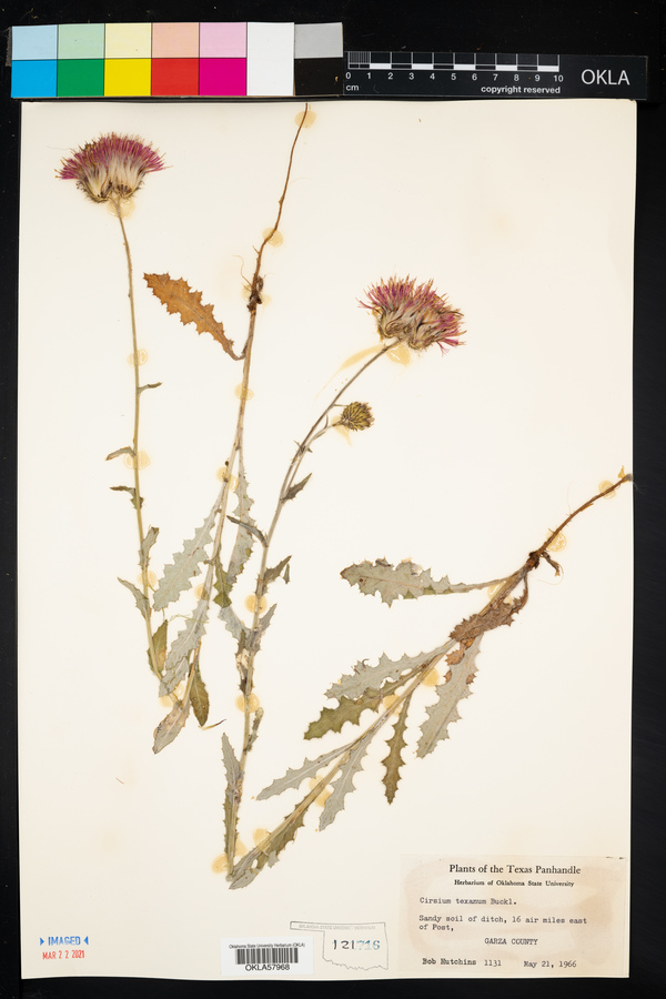 Cirsium texanum image