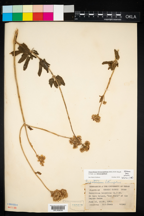 Conoclinium betonicifolium image