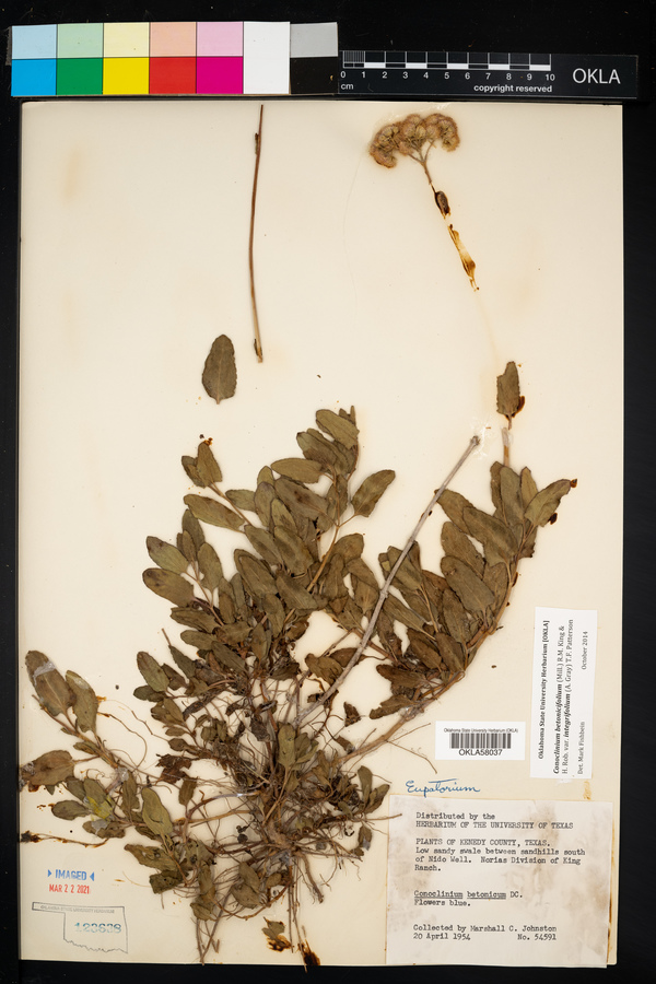 Conoclinium betonicifolium var. integrifolium image