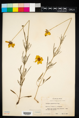 Coreopsis grandiflora image