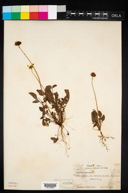 Coreopsis nuecensis image