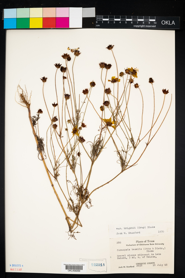 Coreopsis wrightii image