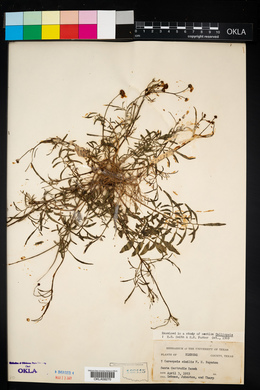 Coreopsis tinctoria var. similis image