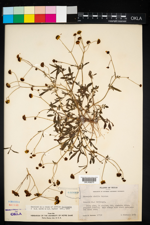 Coreopsis tinctoria var. similis image