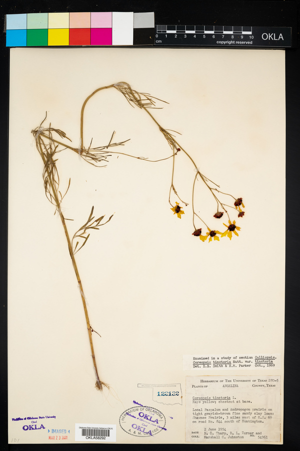 Coreopsis tinctoria var. tinctoria image