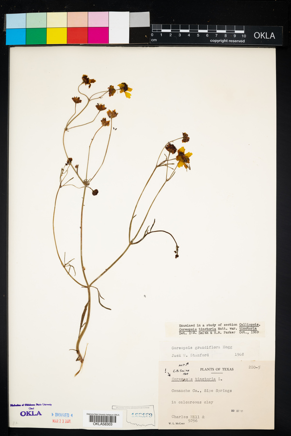 Coreopsis tinctoria var. tinctoria image