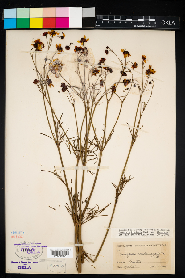 Coreopsis tinctoria var. tinctoria image