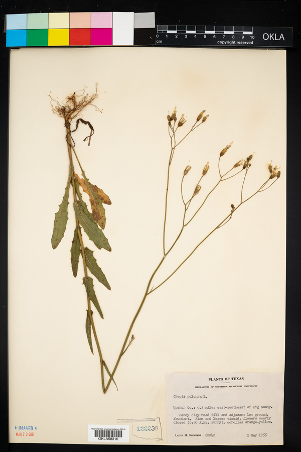 Crepis pulchra image