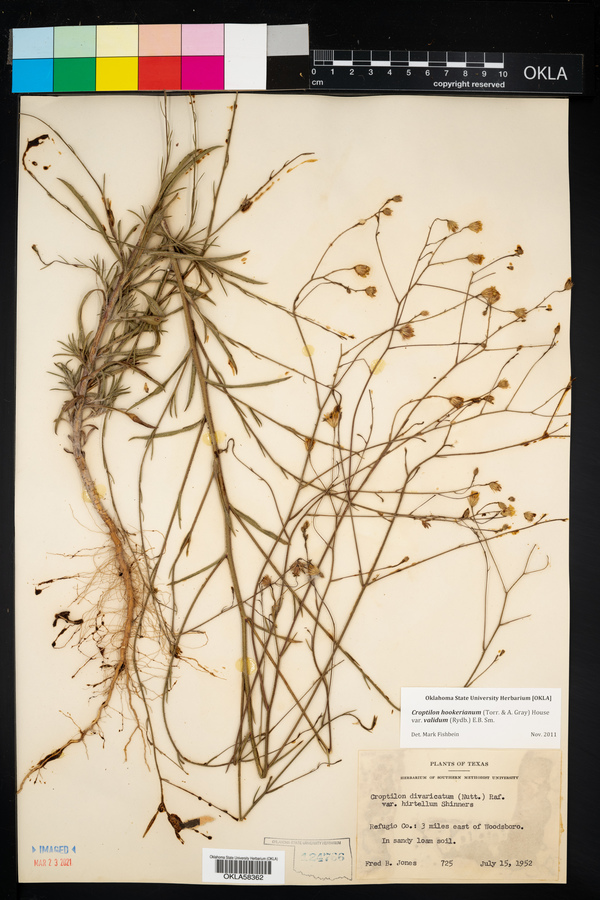 Croptilon hookerianum image