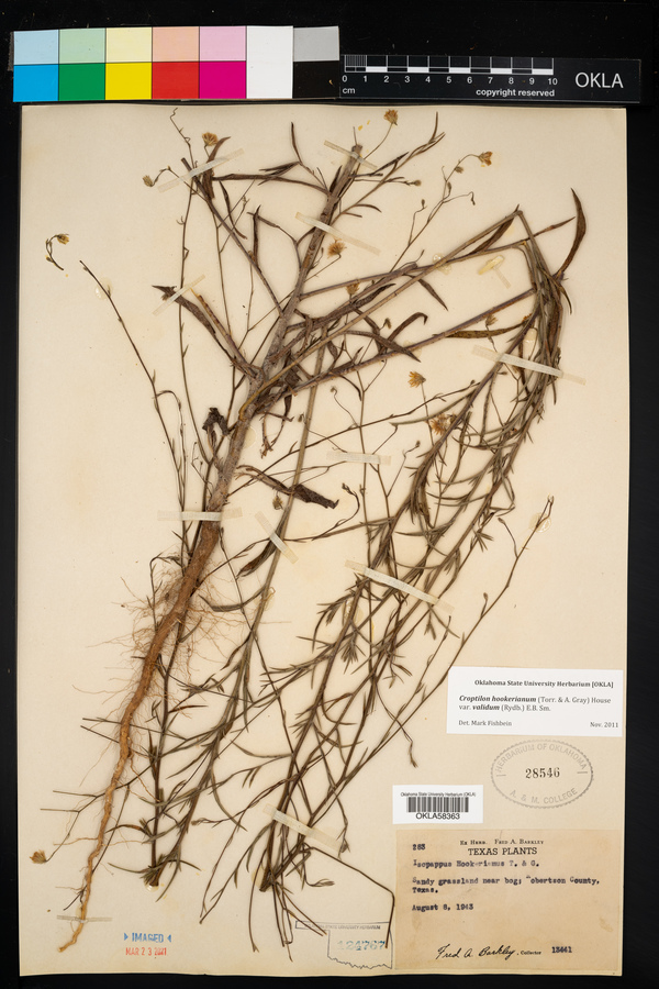 Croptilon hookerianum var. validum image