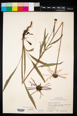 Image of Echinacea sanguinea