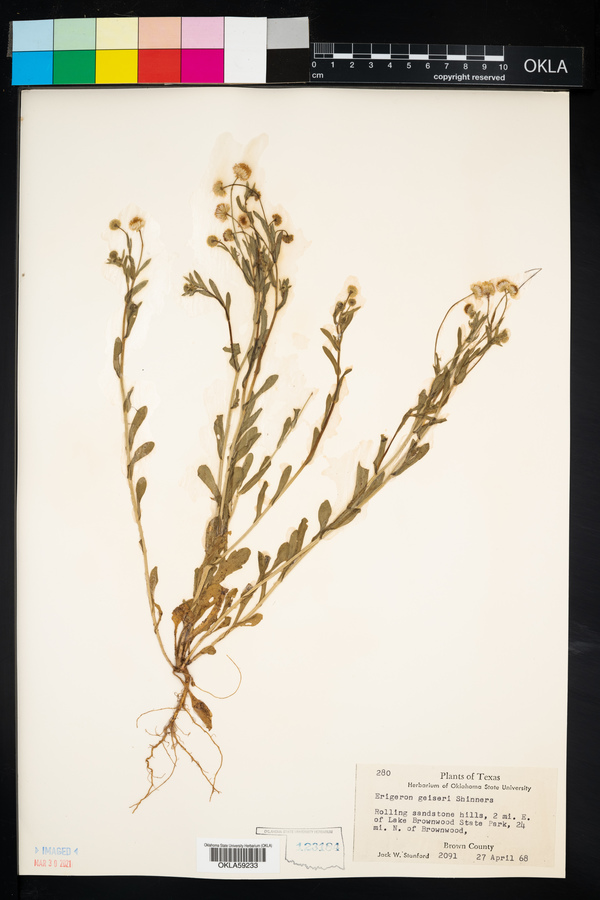 Erigeron geiseri image