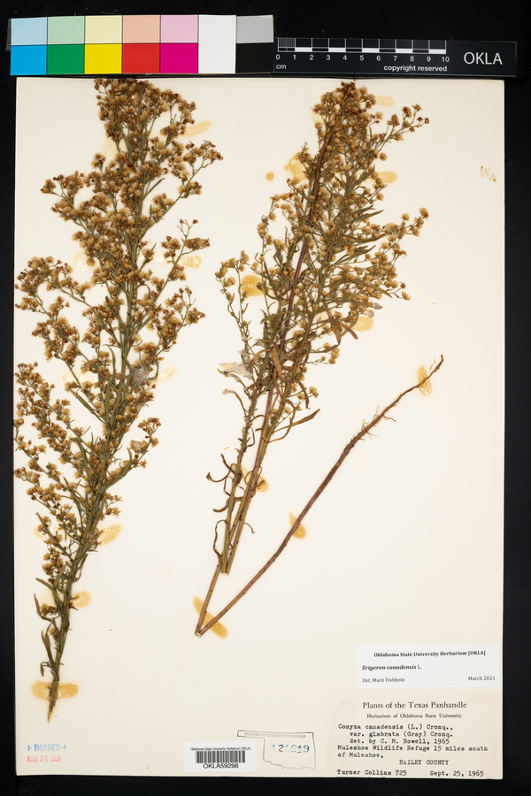 Conyza canadensis var. canadensis image