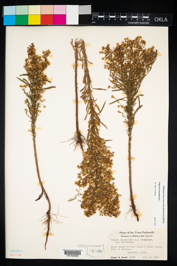 Conyza canadensis var. canadensis image