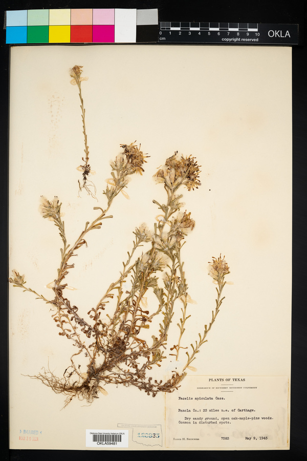 Facelis apiculata image