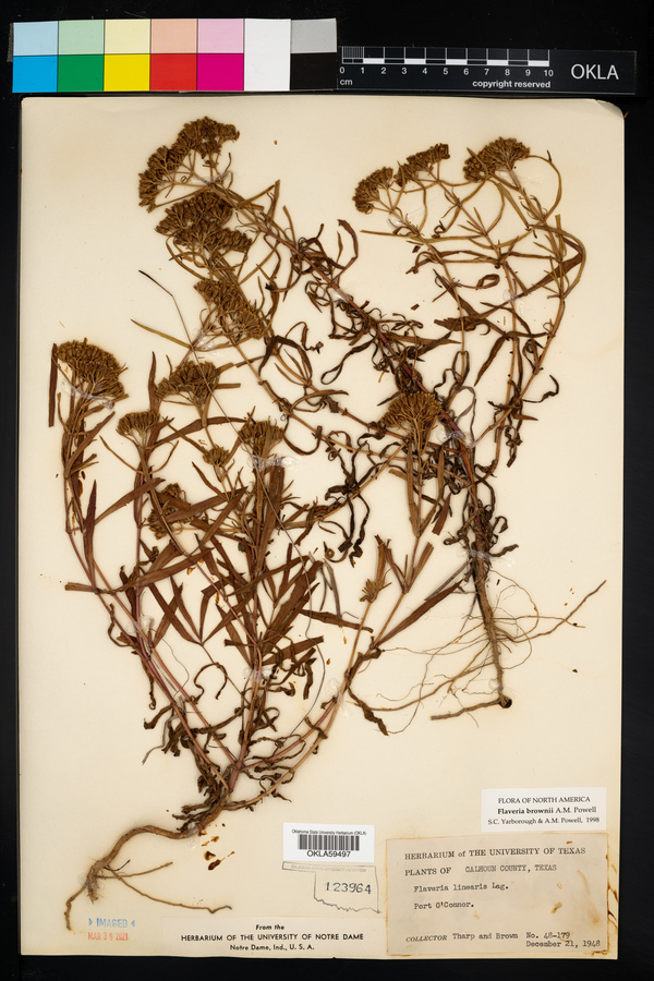 Flaveria brownii image