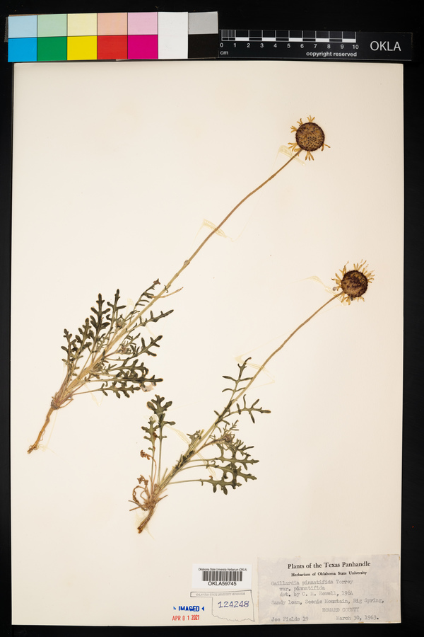 Gaillardia pinnatifida var. pinnatifida image