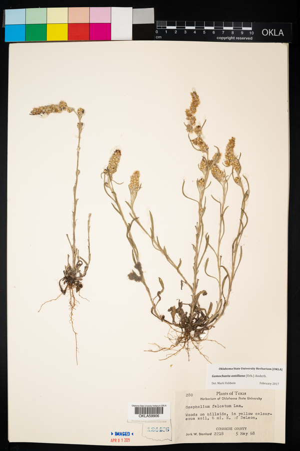 Gamochaeta antillana image