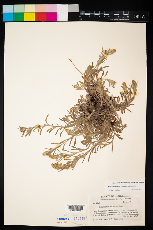 Gamochaeta antillana image