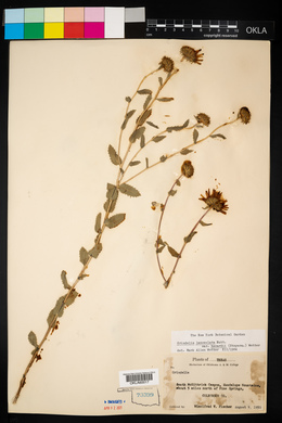 Image of Grindelia lanceolata