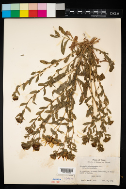 Grindelia microcephala var. microcephala image