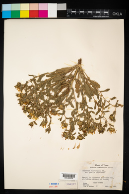 Grindelia microcephala var. pusilla image