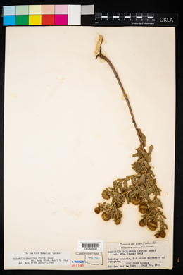Grindelia squarrosa var. nuda image
