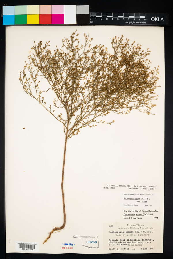 Gutierrezia texana var. texana image