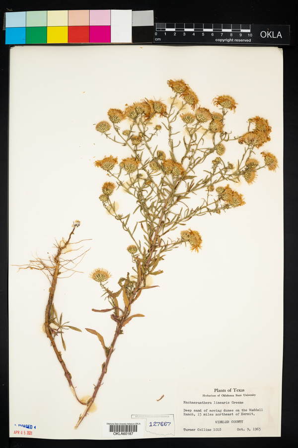 Machaeranthera canescens var. canescens image