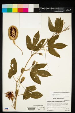 Passiflora incarnata image