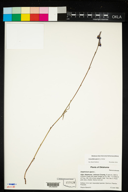 Delphinium ajacis image