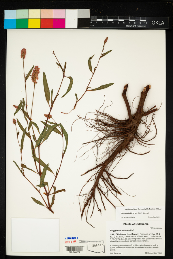 Persicaria bicornis image